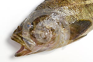 Threestripe rockfish