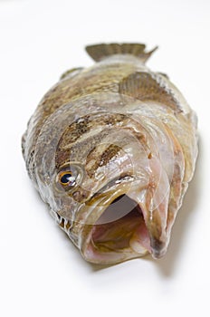 Threestripe rockfish