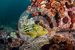 Threestripe rockfishes & hidden octopus