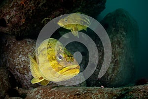 Threestripe rockfishes under water