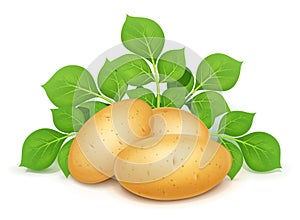 Three
Three potatoes with leaves. Useful vegetable. Vector illustration.