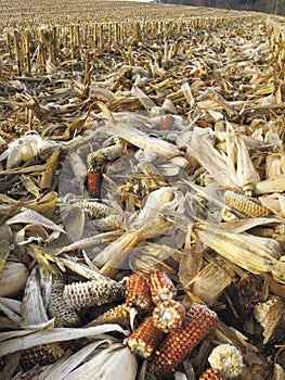 Threshed corncobs on the ground