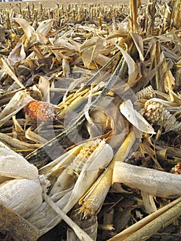 Threshed corncobs on the ground