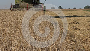 Thresher combine machine harvesting ripe oat ears in summer agriculture field. 4K