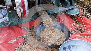 Thresher machine working in the field separating wheat grain from husk straw