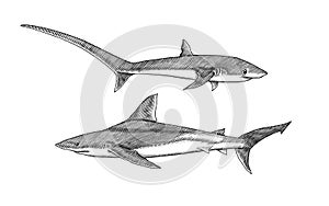 Thresher shark and Atlantic Bull shark or mackerel porbeagle predator. Marine animal. Sea life. Hand drawn vintage