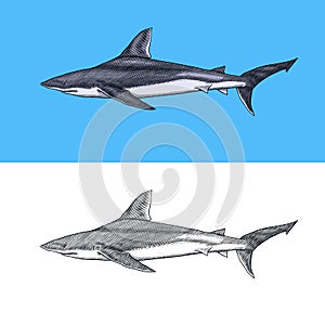 Thresher shark and Atlantic Bull shark or mackerel porbeagle predator. Marine animal. Sea life. Hand drawn vintage