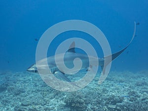 A Thresher Shark in the blue ocean water of the Philippines.