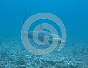 A Thresher Shark in the blue ocean water of the Philippines.