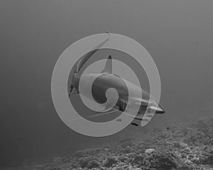 A Thresher Shark in the blue ocean water of the Philippines.