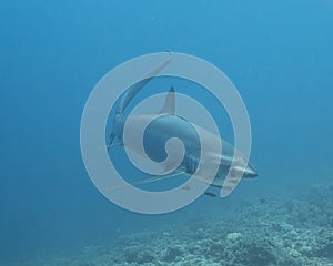 A Thresher Shark in the blue ocean water of the Philippines.