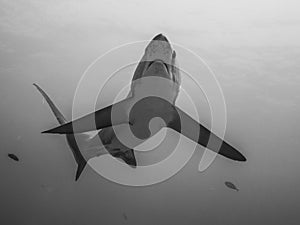 A Thresher Shark in the blue ocean water of the Philippines.