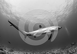 A Thresher Shark in the blue ocean water of the Philippines.