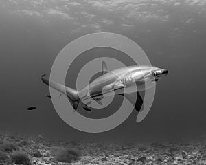 A Thresher Shark in the blue ocean water of the Philippines.