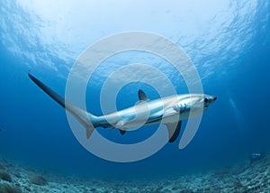 A Thresher Shark in the blue ocean water of the Philippines.