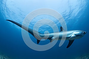 A Thresher Shark in the blue ocean water of the Philippines.