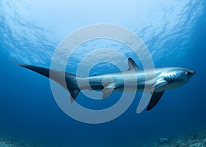 A Thresher Shark in the blue ocean water of the Philippines.