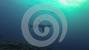 Thresher Shark Close Up On Coral Reef & Blue Sea Monad Shoal Malapascua Philippines