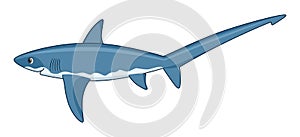 Thresher shark fish on a white background