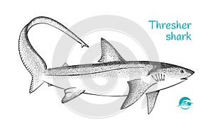 Thresher shark hand-drawn illustration