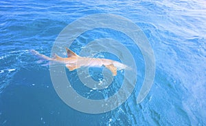 Thresher shark in the Indian Ocean