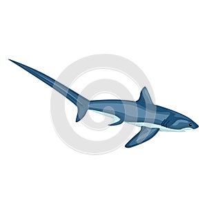 Thresher shark isolated on white background. Cartoon character of ocean for children