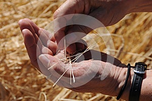 THRESHING BEE LABOR DAY IN PALOUSE WHITEMAN COUNTRY