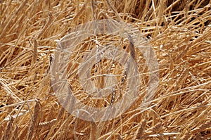 THRESHING BEE LABOR DAY IN PALOUSE WHITEMAN COUNTRY