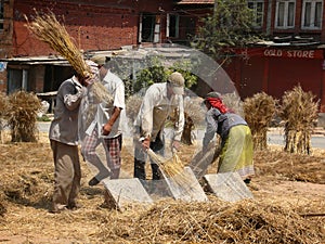 Threshing grain by hand