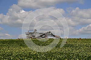 Threshing machine in bean field