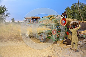 Threshing of wheat in a village