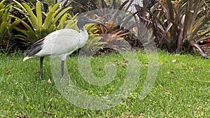 Threskiornis molucca - the Australian white ibis