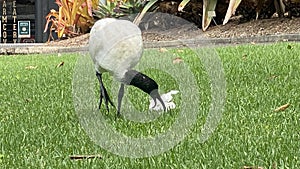 Threskiornis molucca - the Australian white ibis