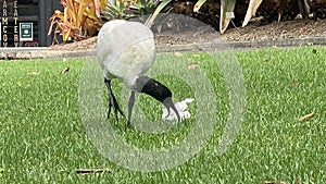 Threskiornis molucca - the Australian white ibis photo
