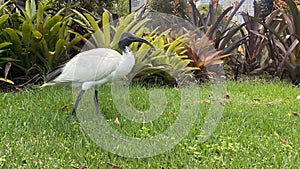 Threskiornis molucca - the Australian white ibis photo