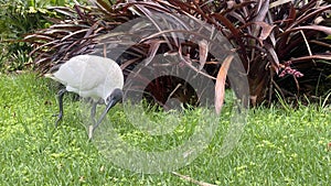 Threskiornis molucca - the Australian white ibis photo