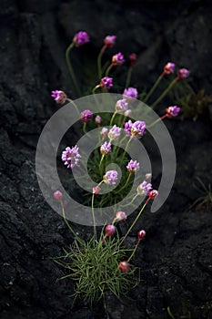 Thrift flower photo