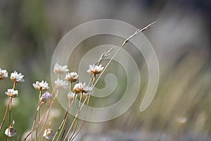 Thrift flower photo