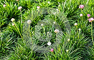 Thrift flower- Armeria maritima