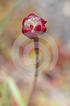 Thrift flower photo