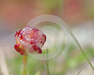 Thrift flower photo