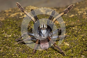 Thrigmopoeus psychedelicus, Theraphosidae, Thenmala, Kerala