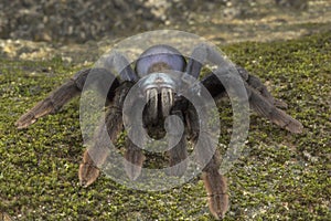 Thrigmopoeus psychedelicus, Theraphosidae, Thenmala, Kerala, India