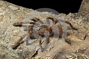 Thrigmopoeus sp, Theraphosidae, Wyand wild life sanctuary, Kerala, Tarantula