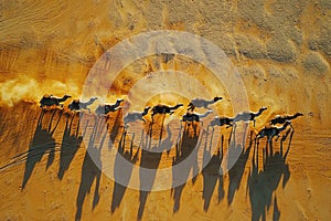 Thrilling Abstract Desert Camel Race