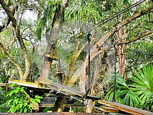 The thrilling adventure courses trail on the trees at Brevard Zoo, Melbourne, Florida, U.S