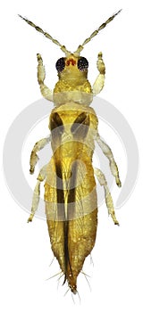 Thrips Chaetanaphothrips orchidii photo