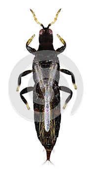 Thrips Gynaikothrips ficorum photo