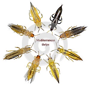 Thrips isolated on a white photo