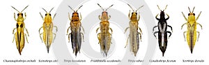 Thrips isolated on a white photo